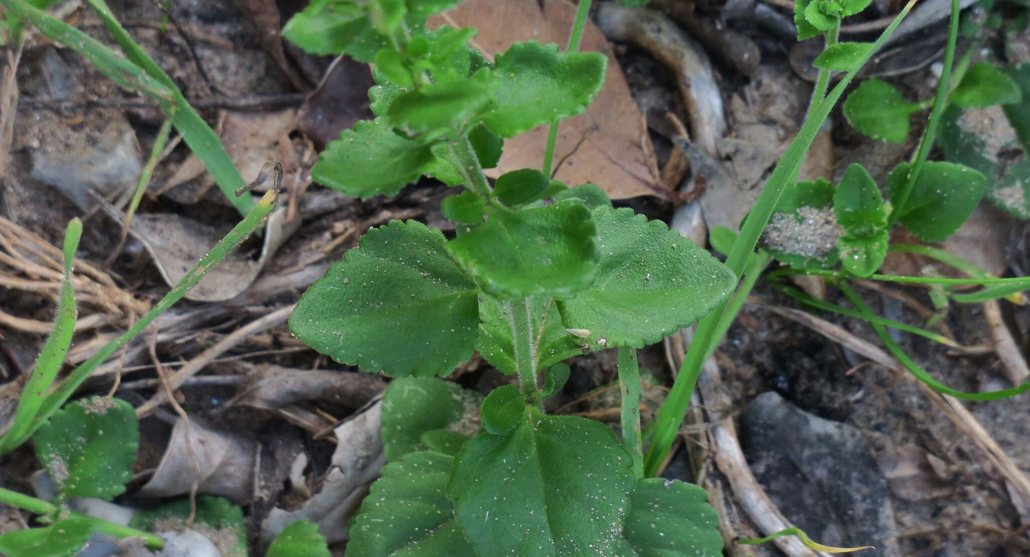 صورة Sutera campanulata (Benth.) O. Kuntze