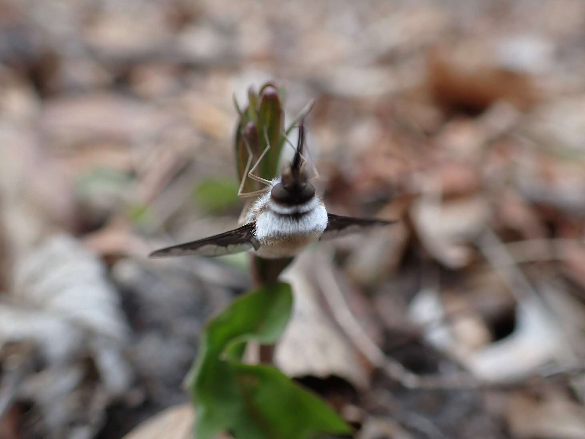 Image of Bombylius anthophilus Evenhius 1983