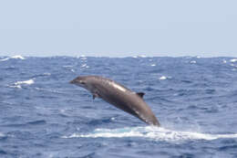 Image of Gervais' Beaked Whale