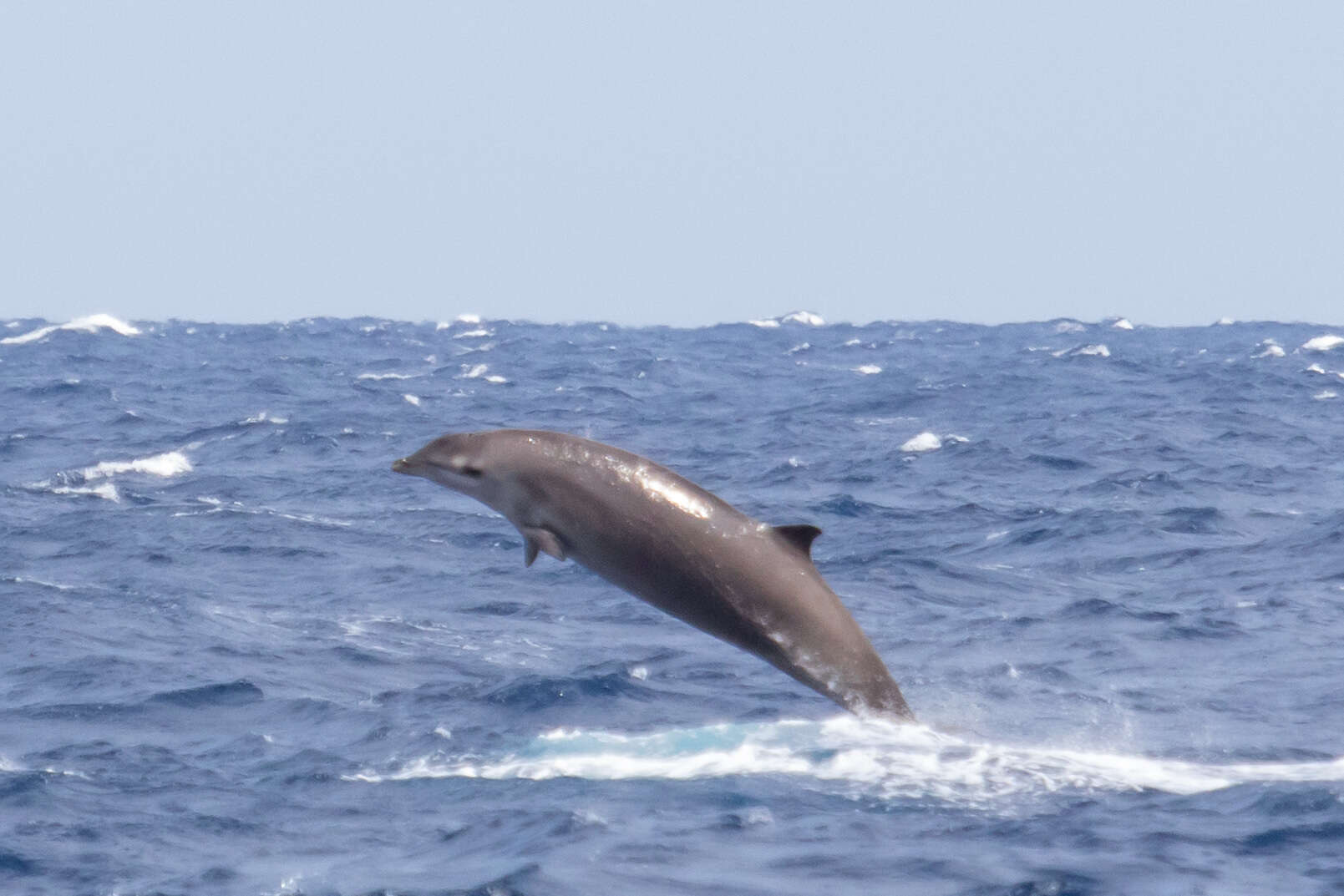 Plancia ëd Mesoplodon europaeus (Gervais 1855)