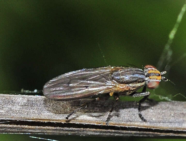 Image of Pherbellia cinerella (Fallen 1820)