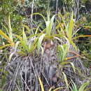 Image of Brocchinia acuminata L. B. Sm.