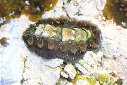 Image of spiny chiton