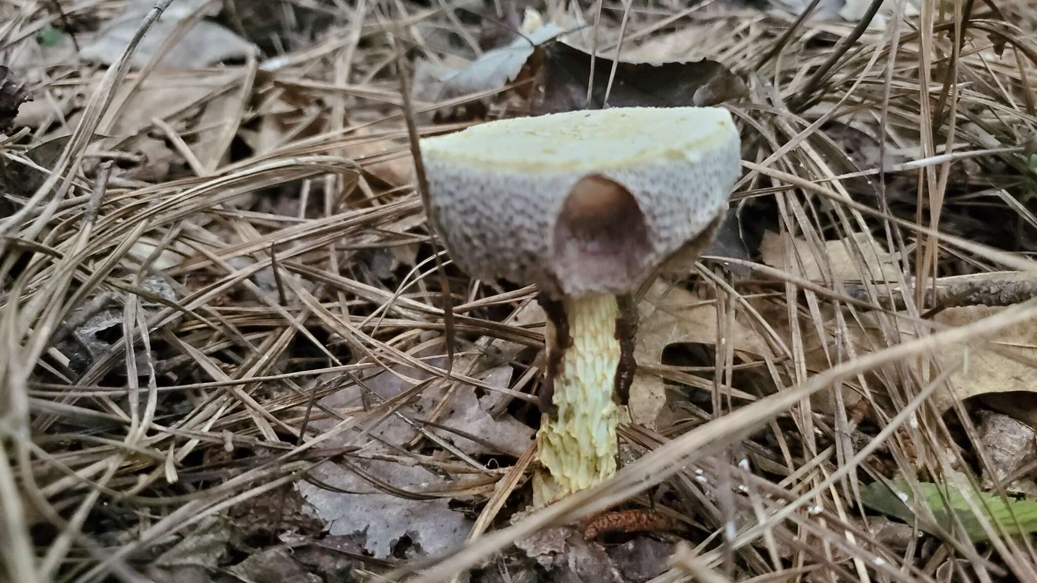 Sivun Austroboletus subflavidus (Murrill) Wolfe 1980 kuva