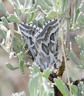 Image of Sagebrush Girdle