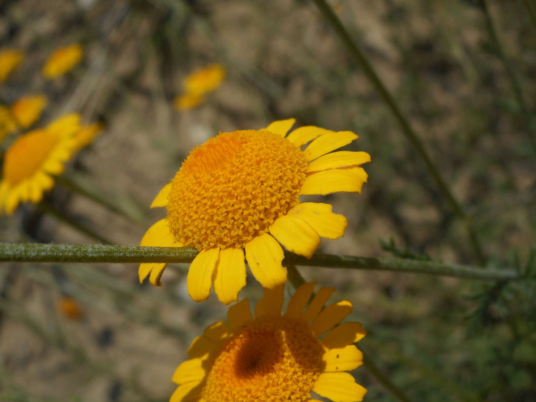 Image of Dyer's Chamomile