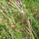 Image of Festuca eskia Ramond ex DC.