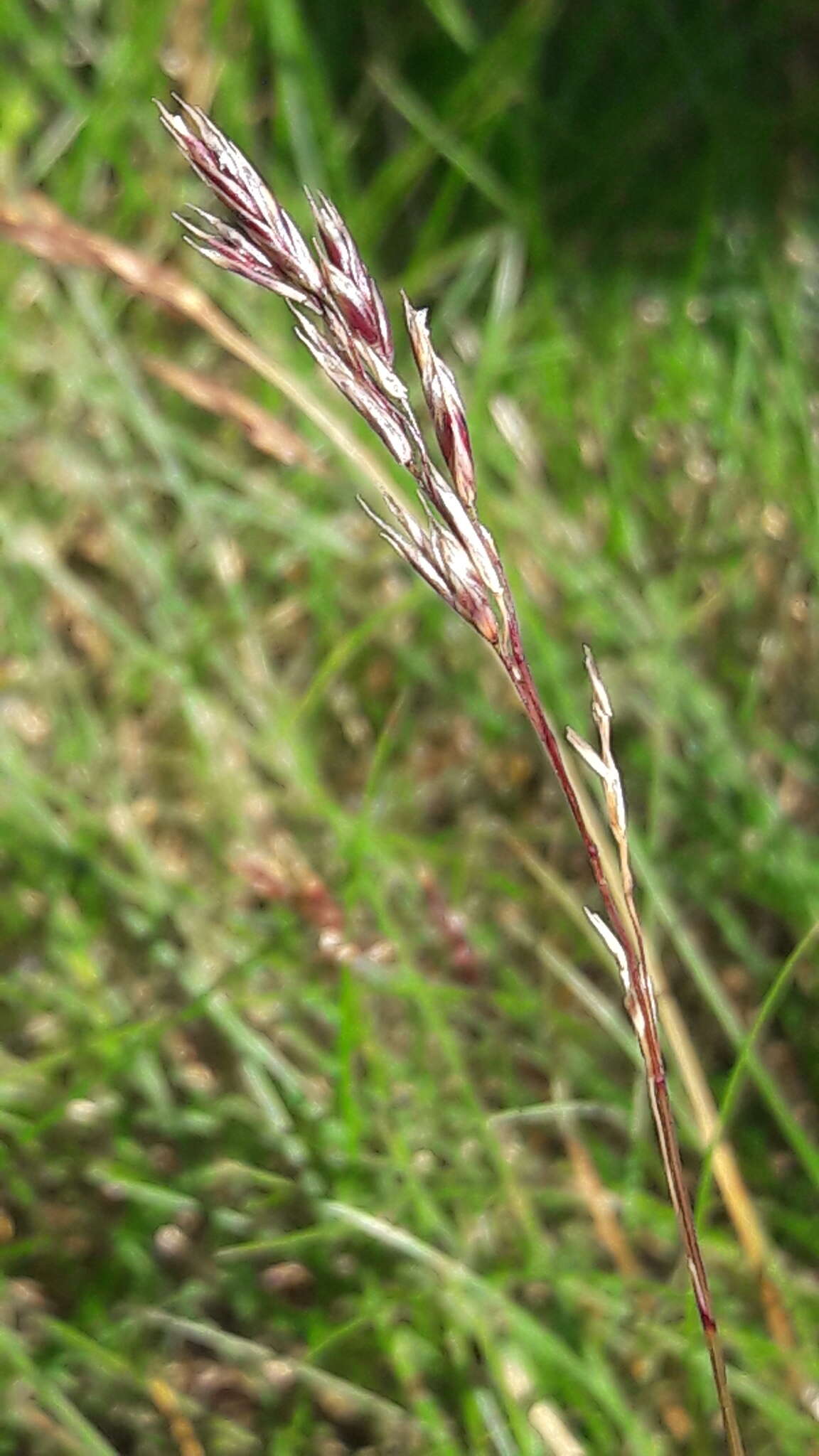 Image of Festuca eskia Ramond ex DC.