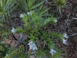 Image of Echium decaisnei Webb & Berth.