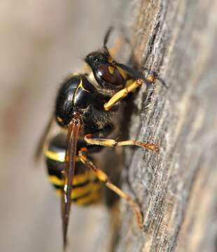 Image of median wasp