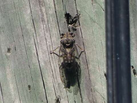 Image of Cicada barbara (Stal 1866)