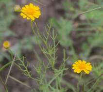 Image of Thymophylla tenuifolia (Cass.) Rydb.