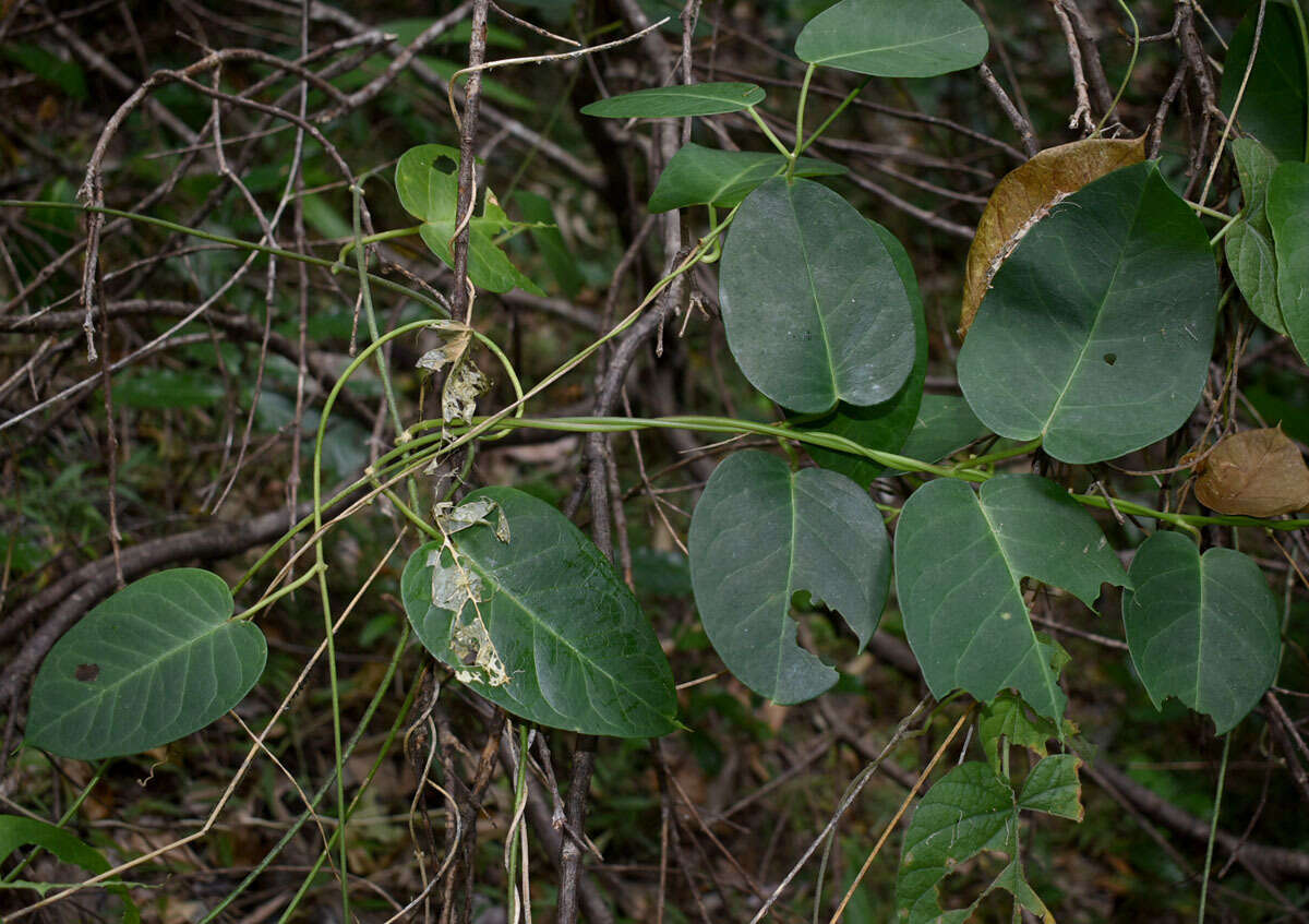 Image of <i>Vincetoxicum polyanthum</i>