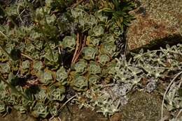 Image of Siskiyou buckwheat