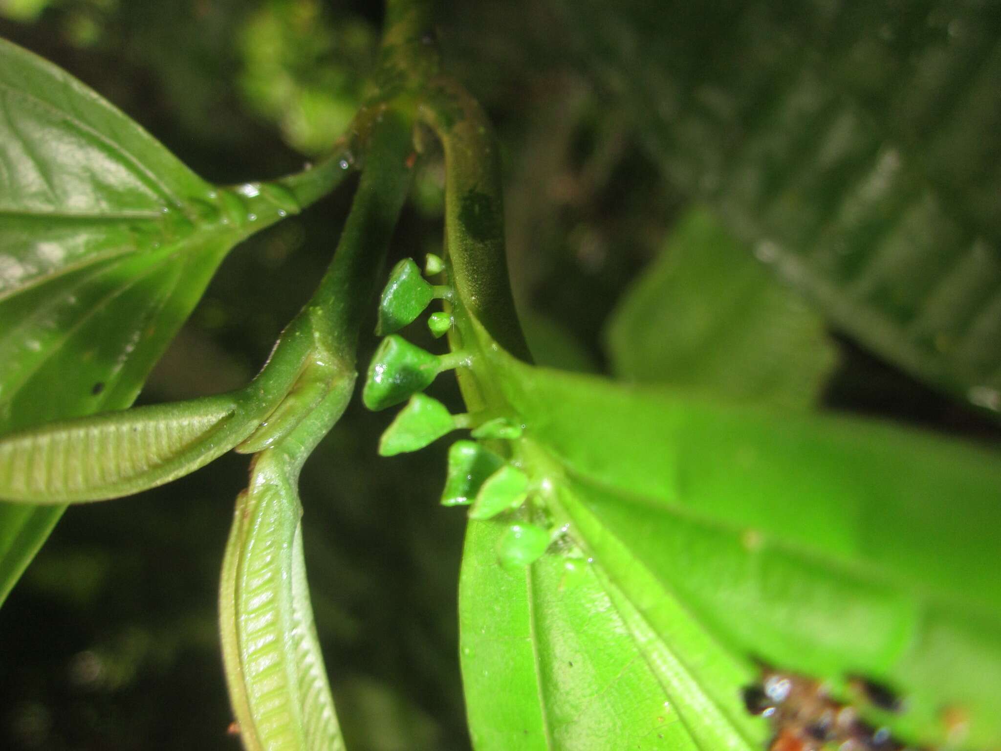 Plancia ëd Miconia spennerostachya Naud.