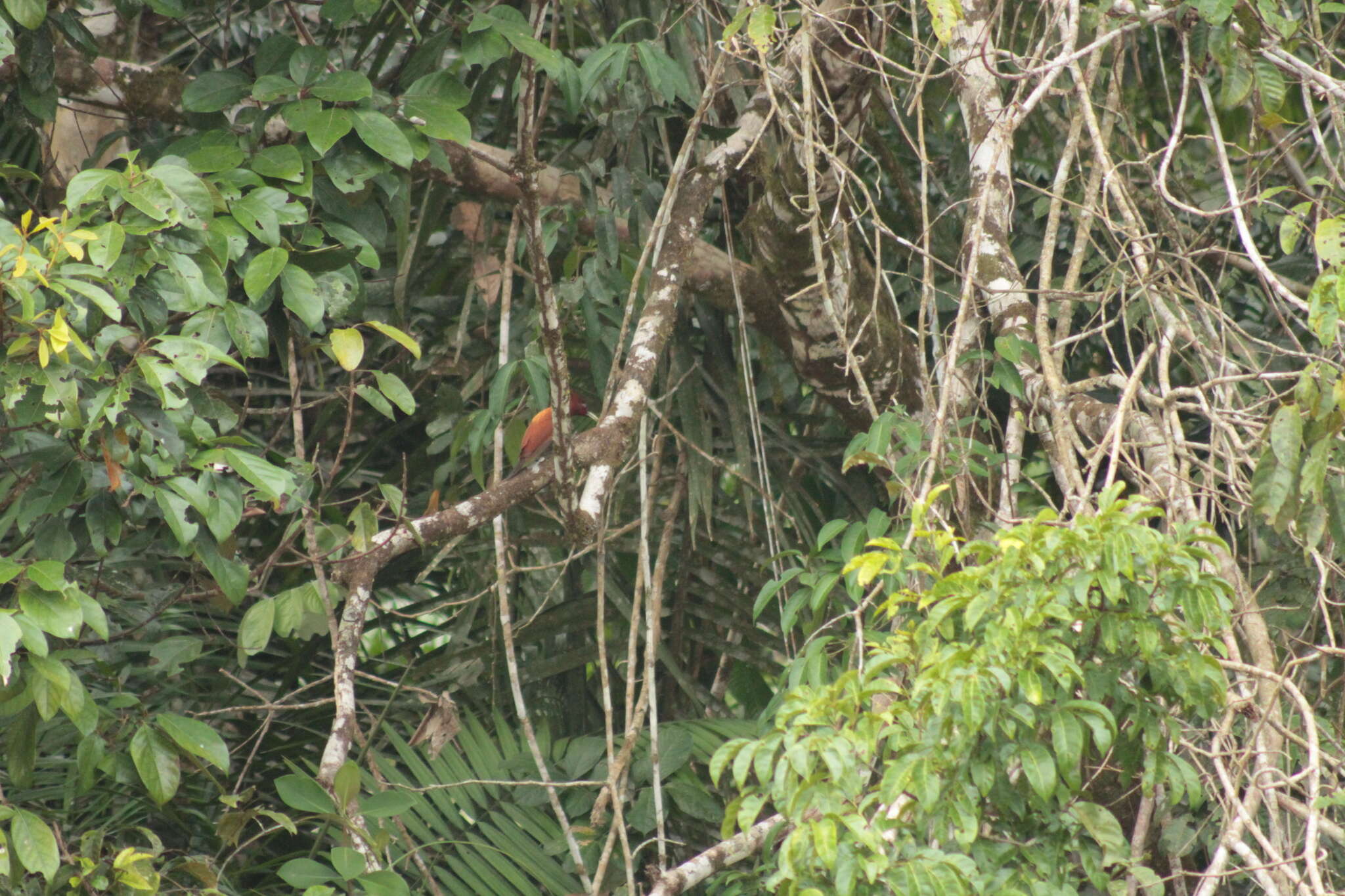 Image of Chestnut Woodpecker