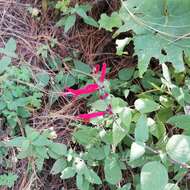 Image of pineapple sage