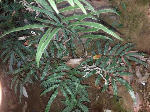 Imagem de Pteris balansae Fourn.