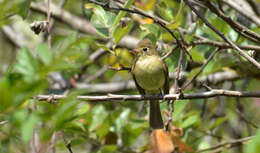 Image of Pacific-slope Flycatcher