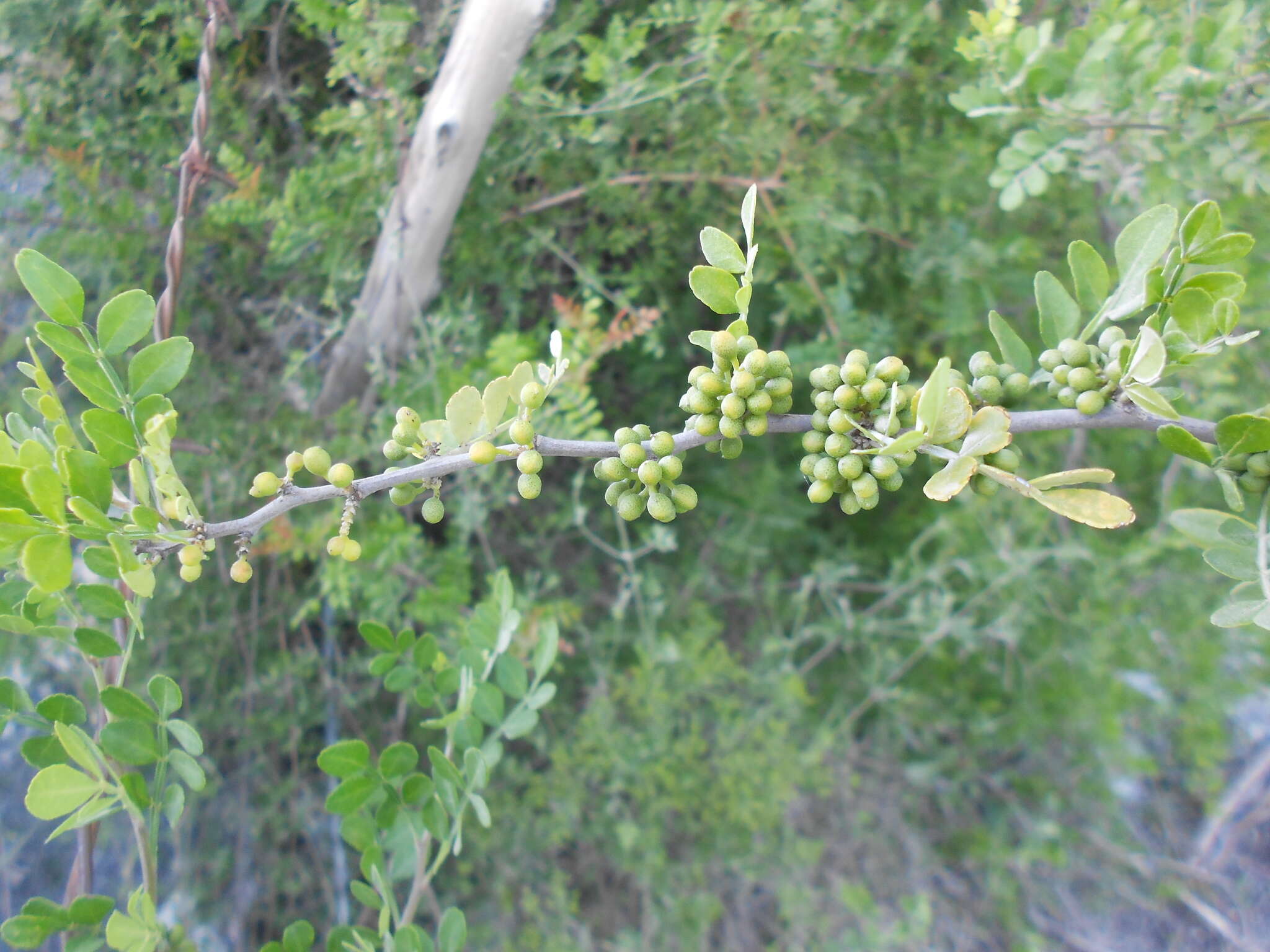 Image of lime pricklyash