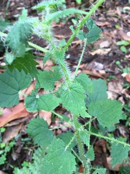 Image of Urtica incisa Poir.