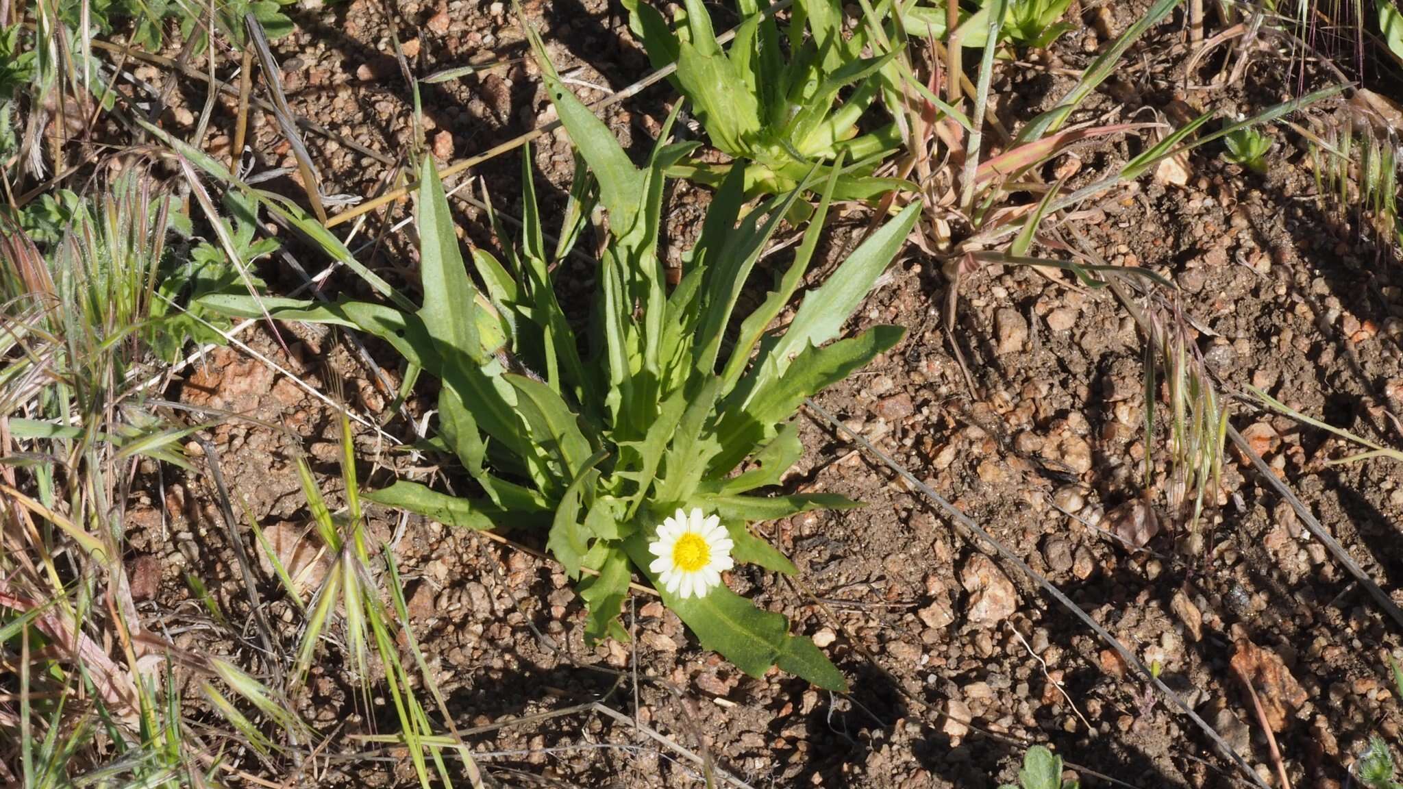 Imagem de Agoseris heterophylla var. heterophylla