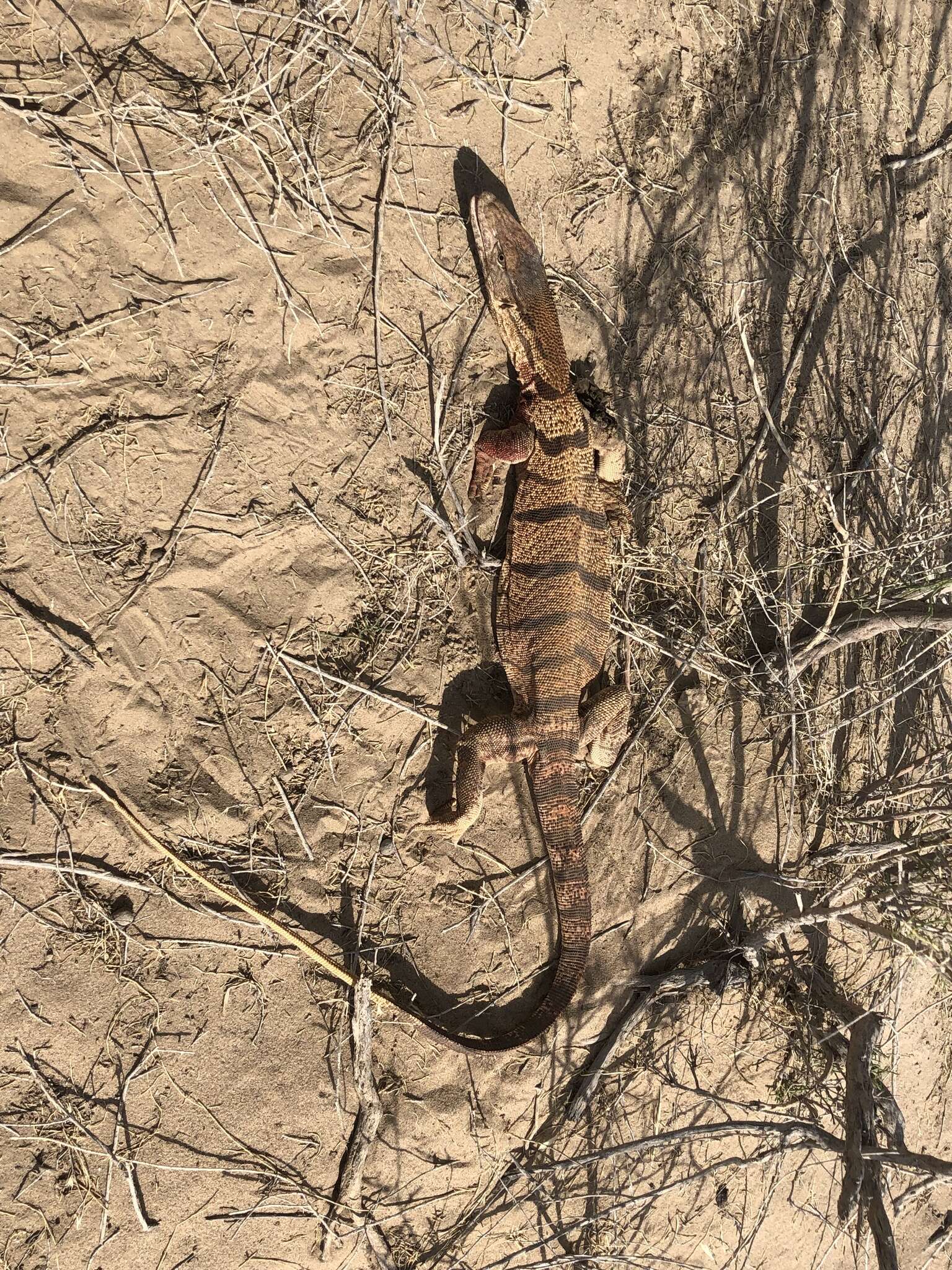 Слика од Varanus griseus caspius (Eichwald 1831)