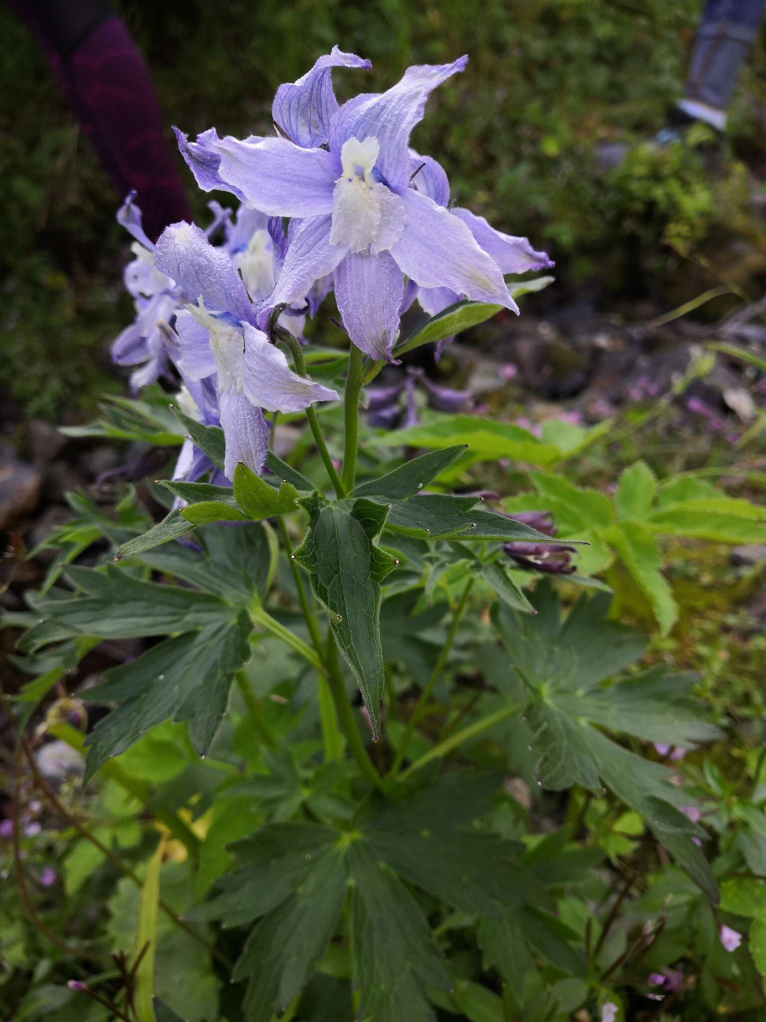 Delphinium brachycentrum Ledeb.的圖片