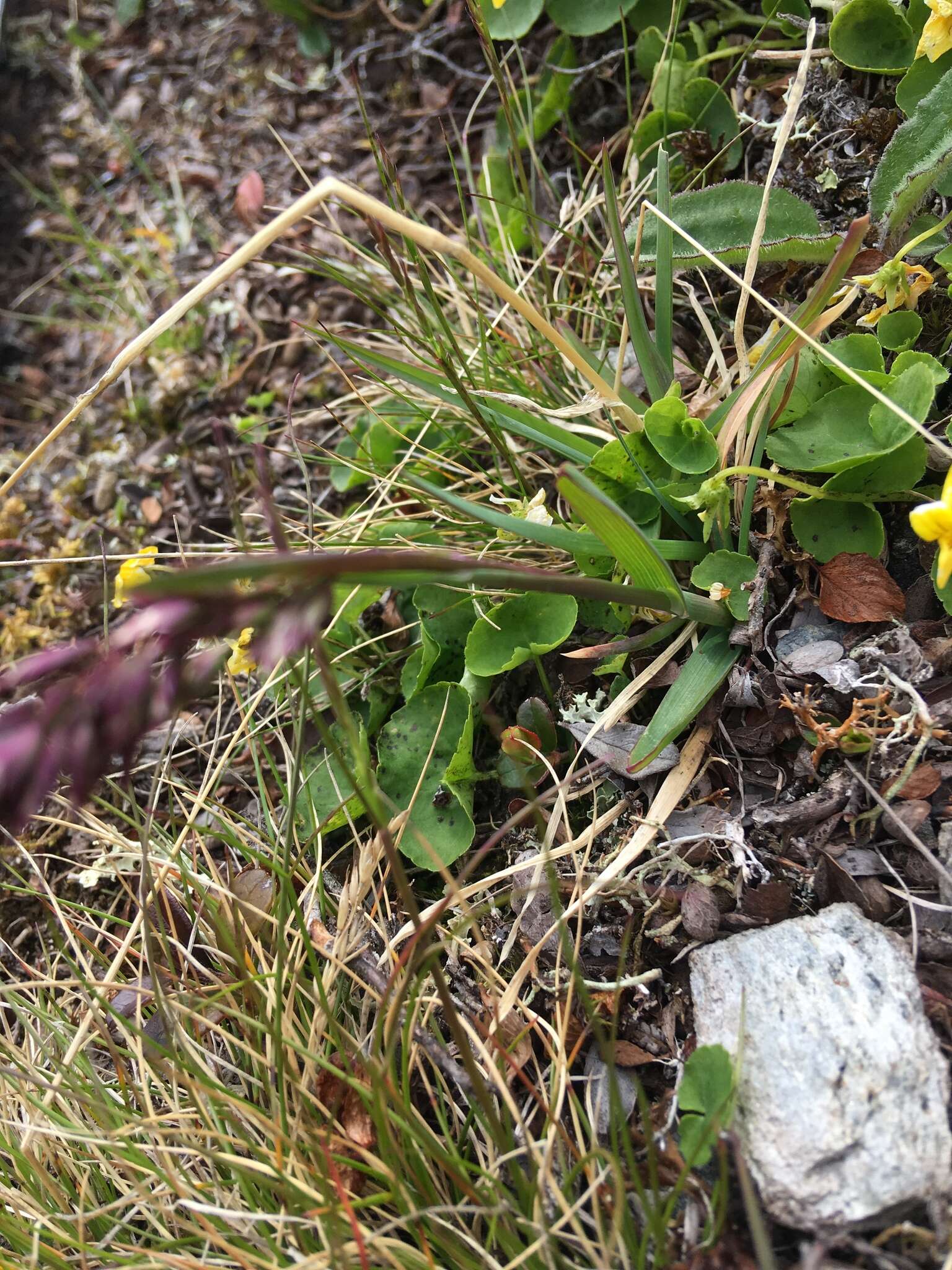 Image of alpine bluegrass