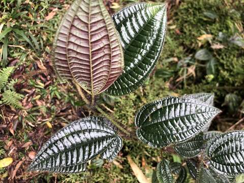 Image of Miconia australis