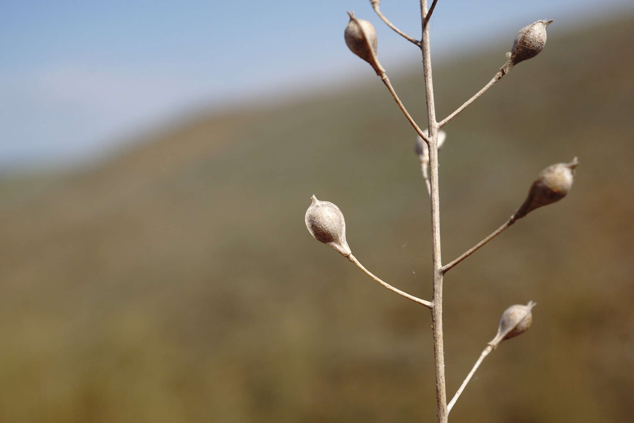 Image of graceful false flax