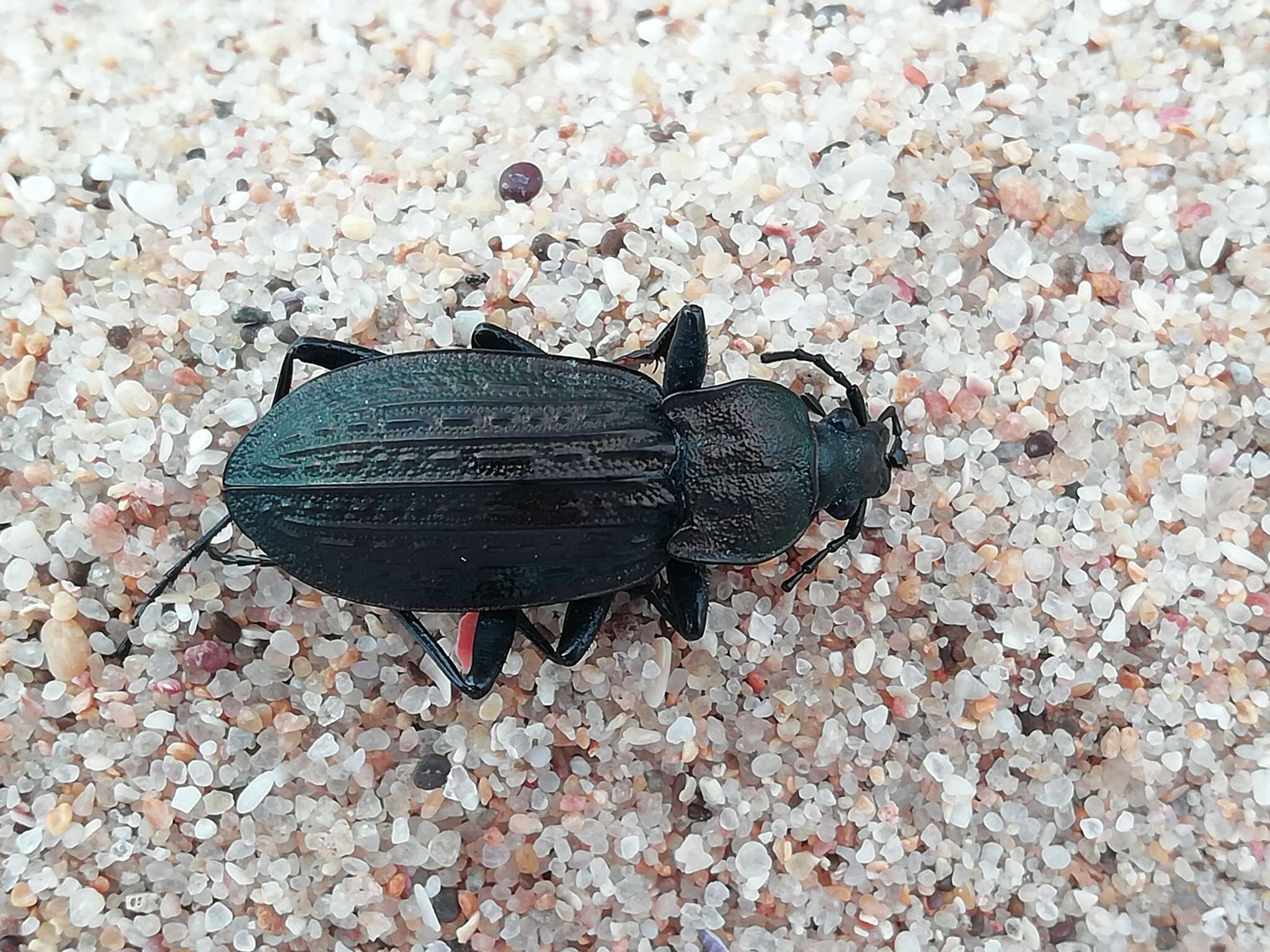 Image of Carabus (Macrothorax) rugosus Fabricius 1792