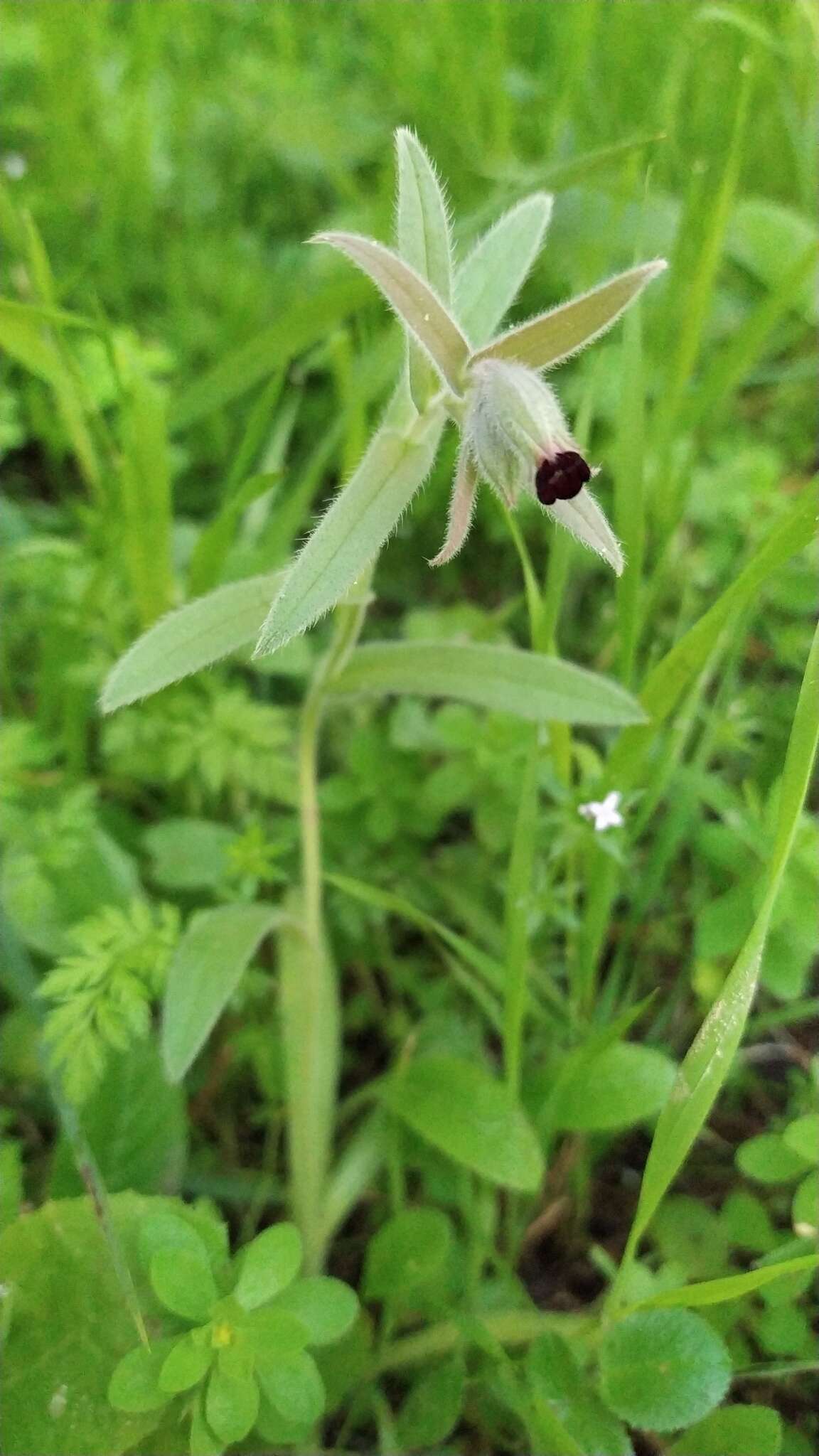 صورة Nonea vesicaria (L.) Rchb.