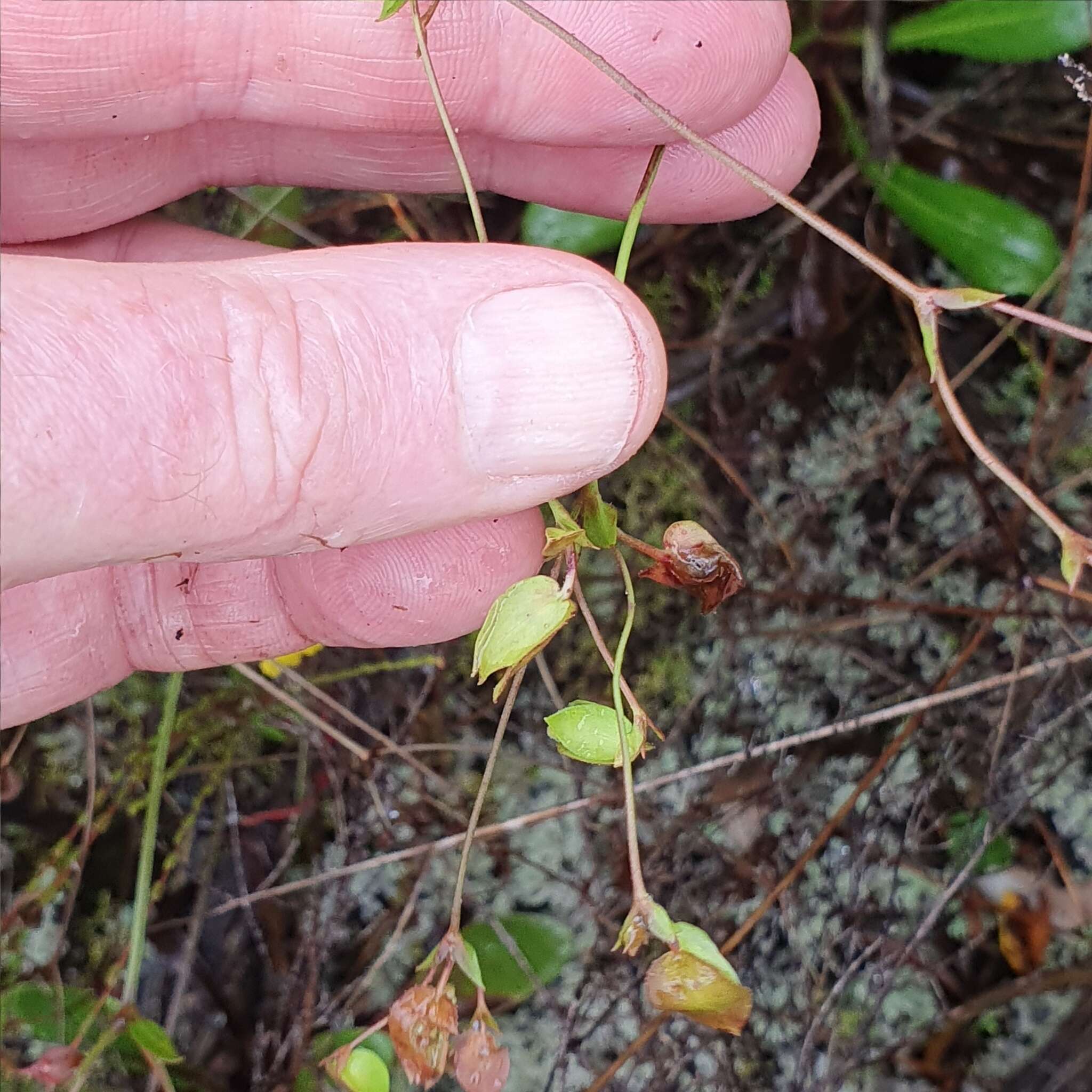 Goodenia caroliniana resmi