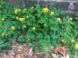 Image of yellow corydalis