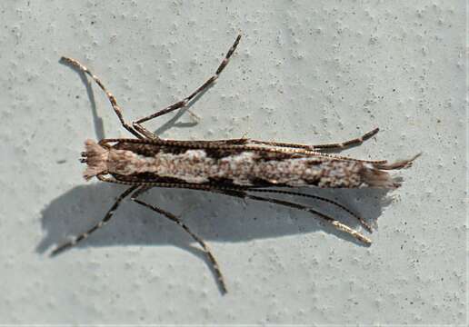 Image of Willow Leafblotch Miner