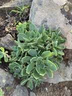 Image of Aeonium castello-paivae C. Bolle