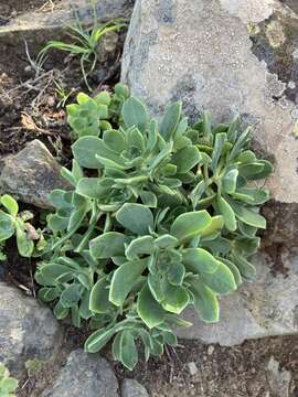 Image of Aeonium castello-paivae C. Bolle