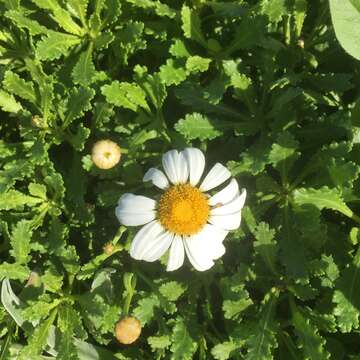 Image of Argyranthemum pinnatifidum subsp. succulentum (Lowe) Humphr.