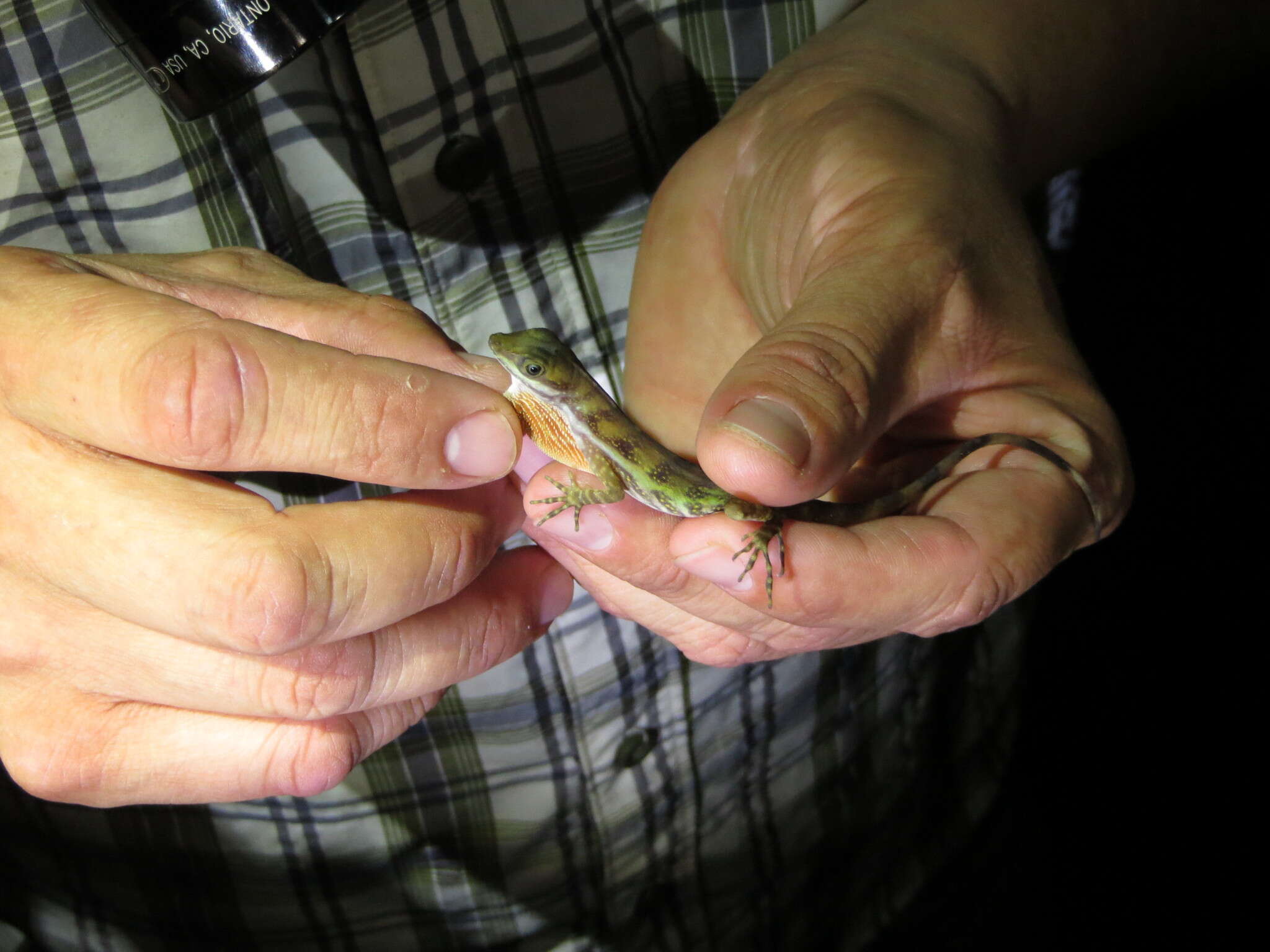 Image of Water  Anole