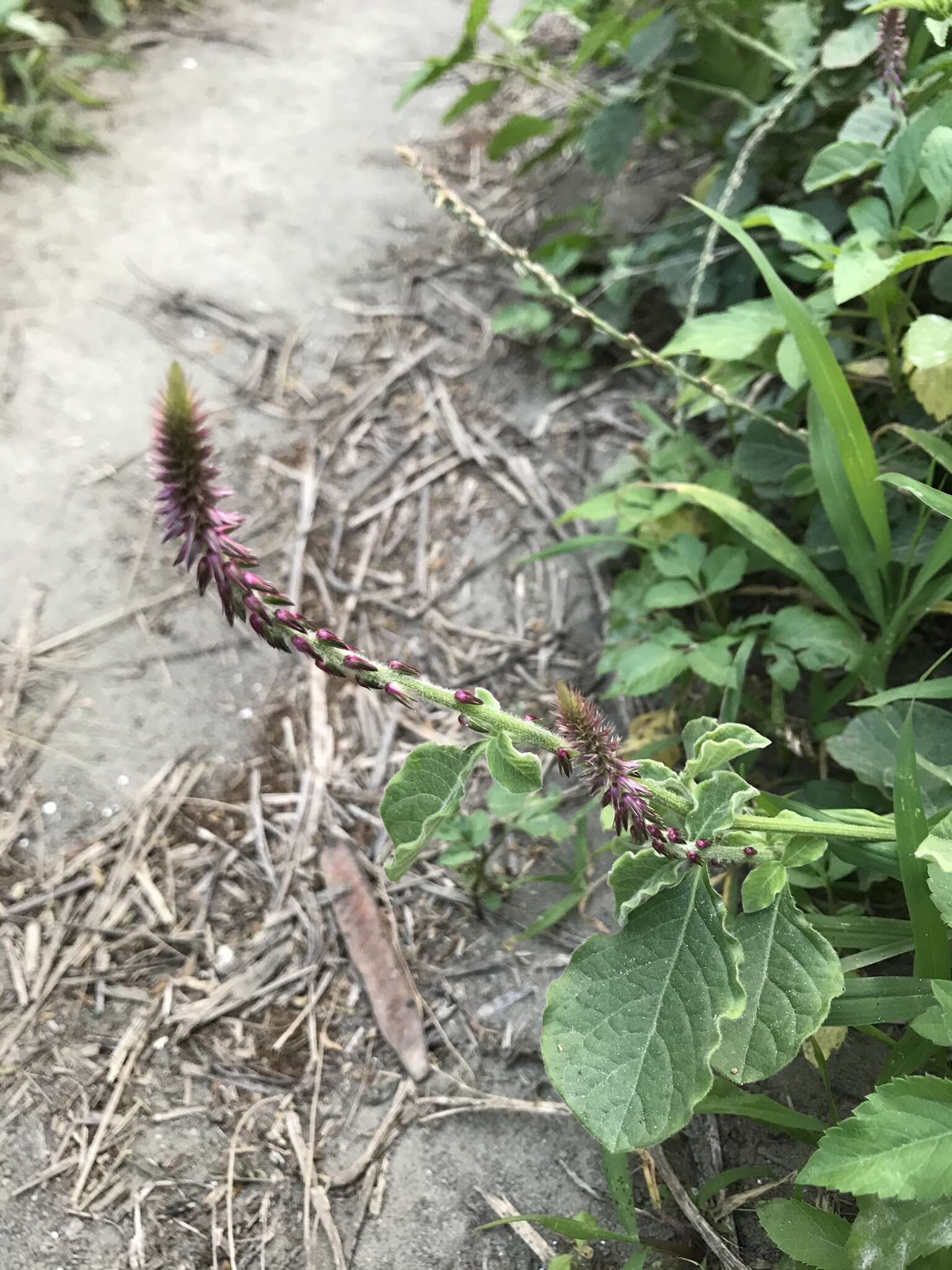 Слика од Achyranthes aspera var. indica L.