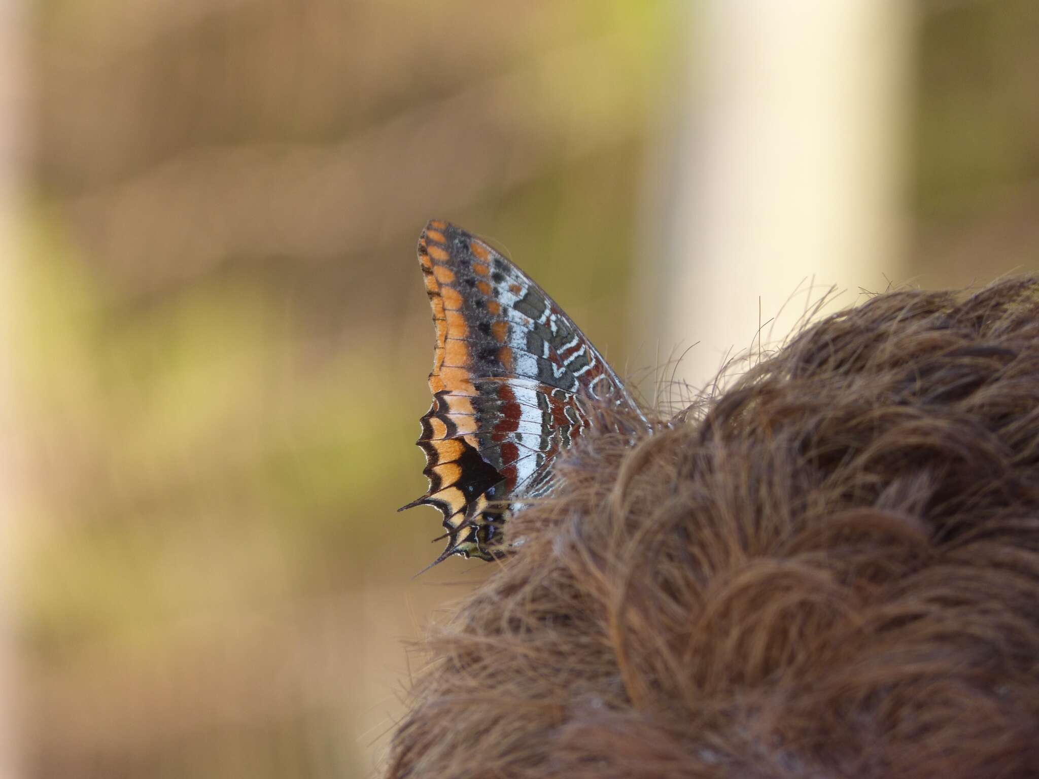 Image of Two-tailed Pasha