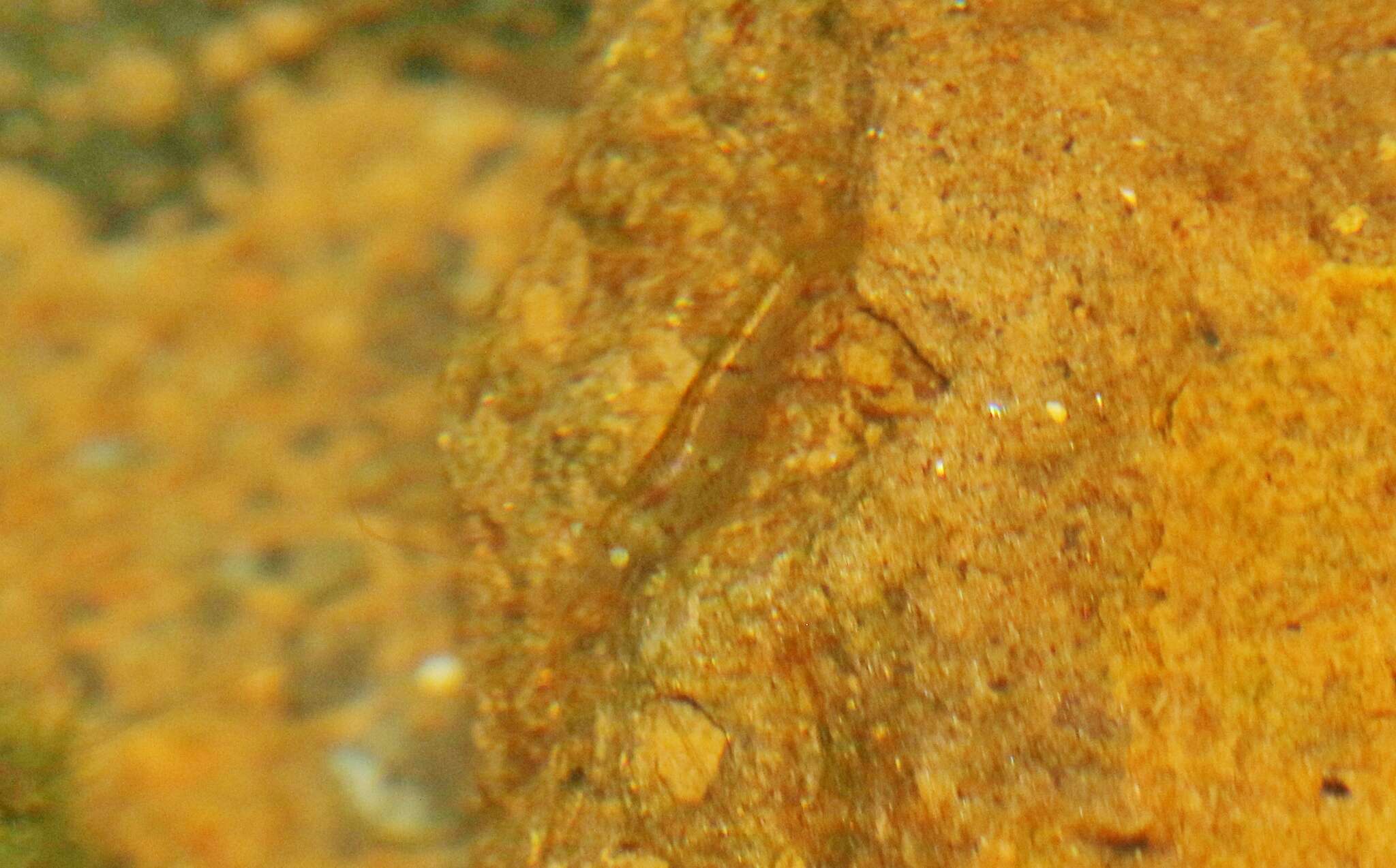 Sivun <i>Neocaridina davidi</i> kuva