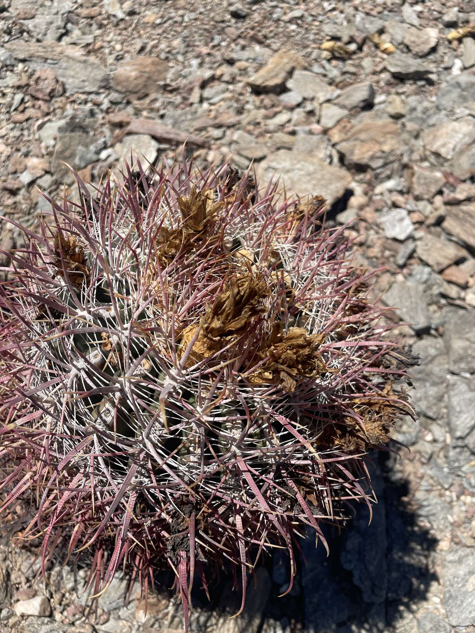 Image of Ferocactus gracilis subsp. gatesii (G. E. Linds.) N. P. Taylor