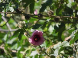 Image of Hibiscus diversifolius subsp. rivularis (Brem. & Oberm.) Exell