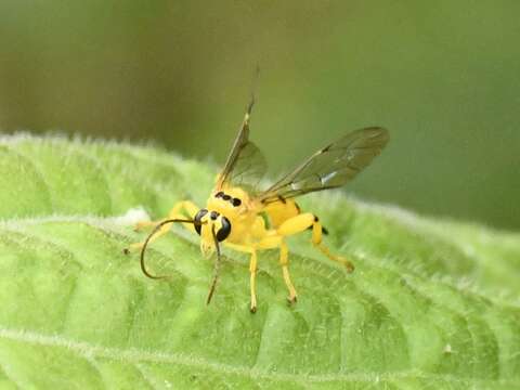 Image of Parasitoid wasp