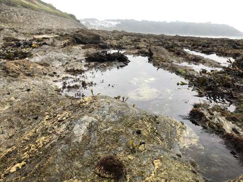 Image of China limpet