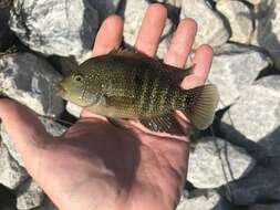 Image of Rio Grande Cichlid