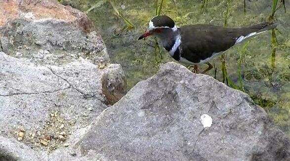 Слика од Charadrius tricollaris tricollaris Vieillot 1818