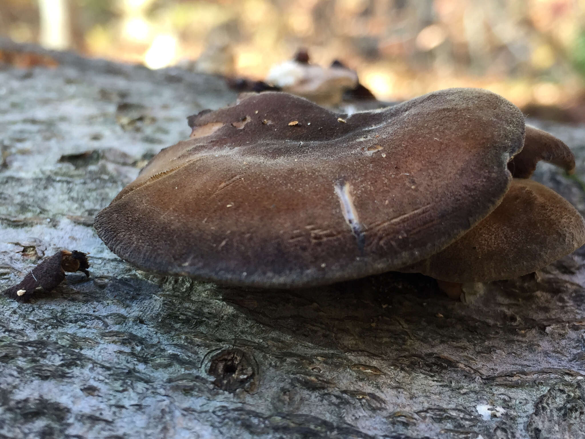 Image of Lentinus brumalis (Pers.) Zmitr. 2010